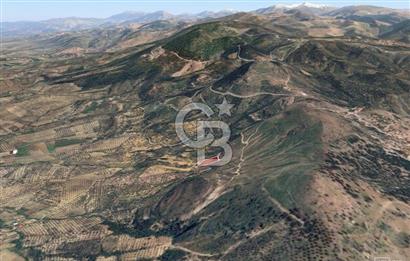 Ayvalık çamoba Köyü 4.046 metrekare palamutluk tarla
