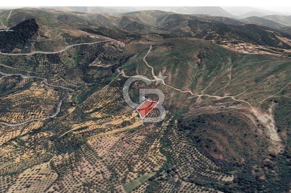 Ayvalık çamoba Köyü 4.046 metrekare palamutluk tarla