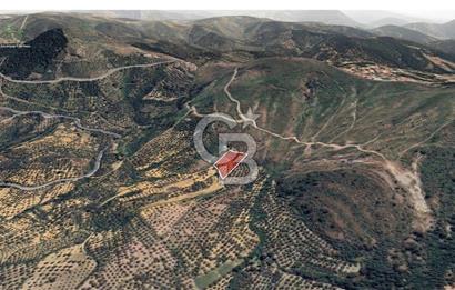 Ayvalık çamoba Köyü 4.046 metrekare palamutluk tarla