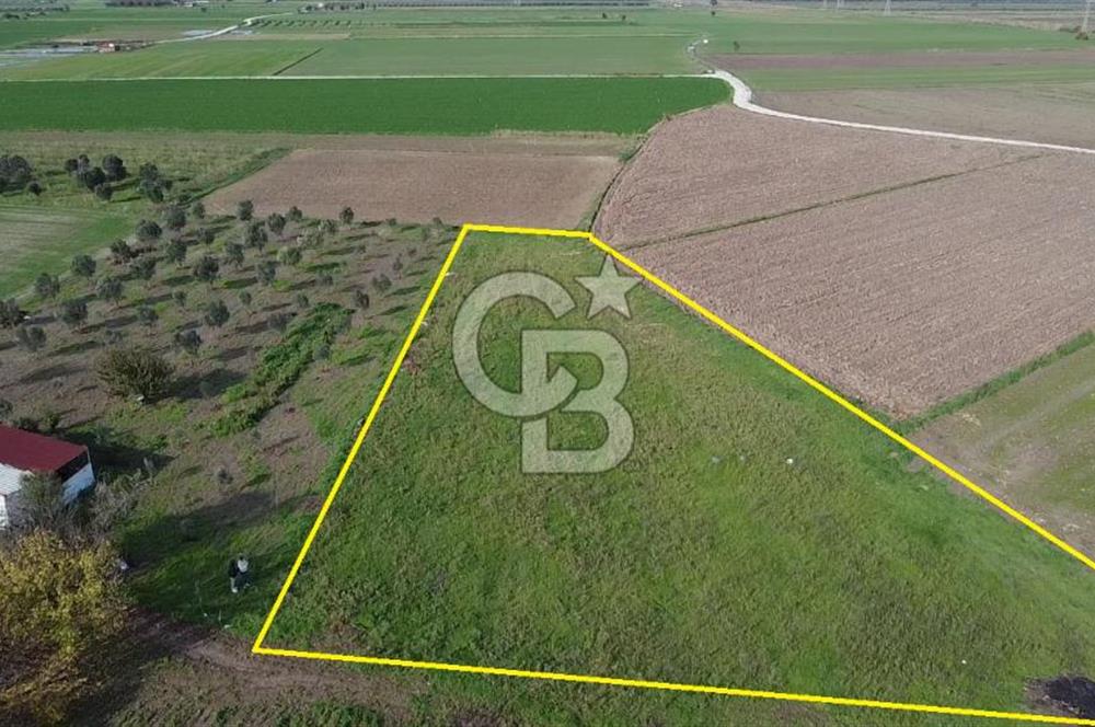 COLDWELL BANKER ODAK  GAYRİMENKUL' den SATILIK TARLA