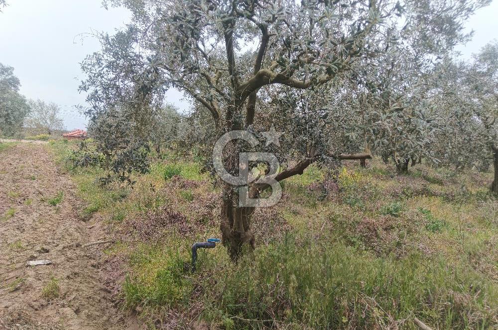 KIRKAĞAÇ İLYASLAR KÖYÜNDE 25717 M2 DONDAJLI ZEYTİNLİK
