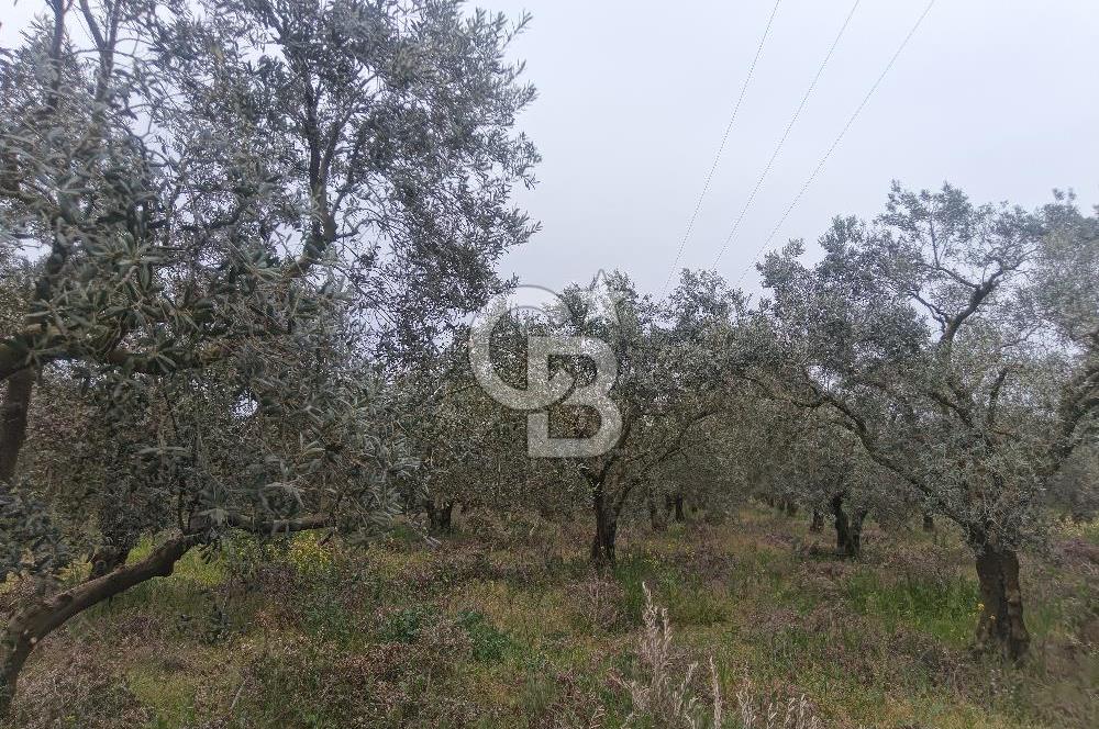 KIRKAĞAÇ İLYASLAR KÖYÜNDE 25717 M2 DONDAJLI ZEYTİNLİK