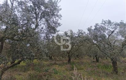 KIRKAĞAÇ İLYASLAR KÖYÜNDE 25717 M2 DONDAJLI ZEYTİNLİK