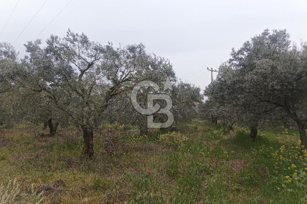 KIRKAĞAÇ İLYASLAR KÖYÜNDE 25717 M2 DONDAJLI ZEYTİNLİK