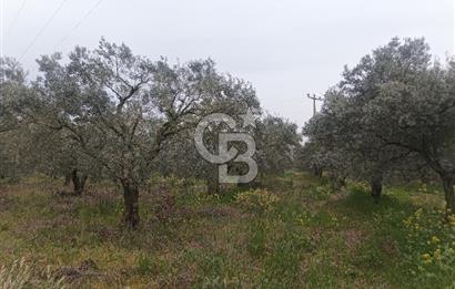 KIRKAĞAÇ İLYASLAR KÖYÜNDE 25717 M2 DONDAJLI ZEYTİNLİK