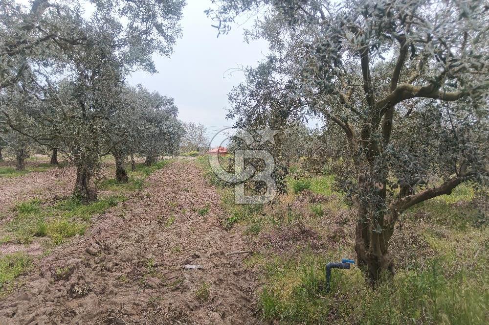 KIRKAĞAÇ İLYASLAR KÖYÜNDE 25717 M2 DONDAJLI ZEYTİNLİK
