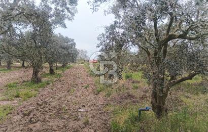 KIRKAĞAÇ İLYASLAR KÖYÜNDE 25717 M2 DONDAJLI ZEYTİNLİK