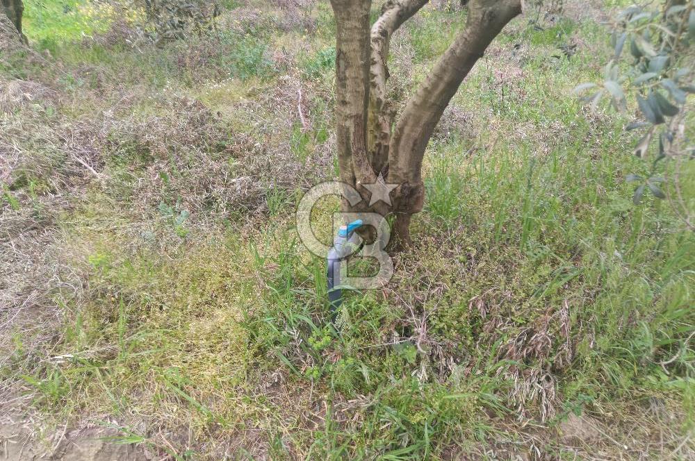 KIRKAĞAÇ İLYASLAR KÖYÜNDE 25717 M2 DONDAJLI ZEYTİNLİK