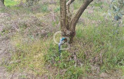 KIRKAĞAÇ İLYASLAR KÖYÜNDE 25717 M2 DONDAJLI ZEYTİNLİK