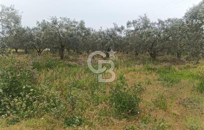 KIRKAĞAÇ İLYASLAR KÖYÜNDE 25717 M2 DONDAJLI ZEYTİNLİK