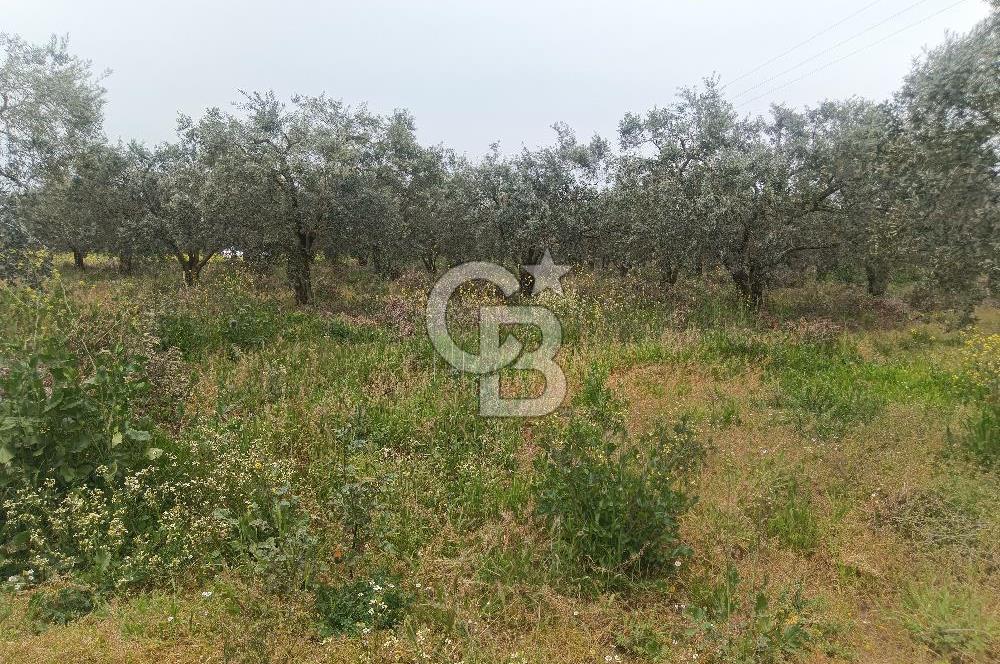 KIRKAĞAÇ İLYASLAR KÖYÜNDE 25717 M2 DONDAJLI ZEYTİNLİK