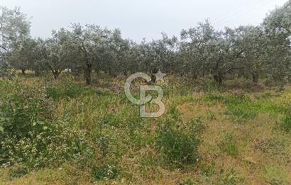 KIRKAĞAÇ İLYASLAR KÖYÜNDE 25717 M2 DONDAJLI ZEYTİNLİK