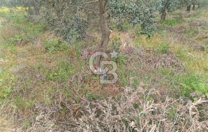 KIRKAĞAÇ İLYASLAR KÖYÜNDE 25717 M2 DONDAJLI ZEYTİNLİK