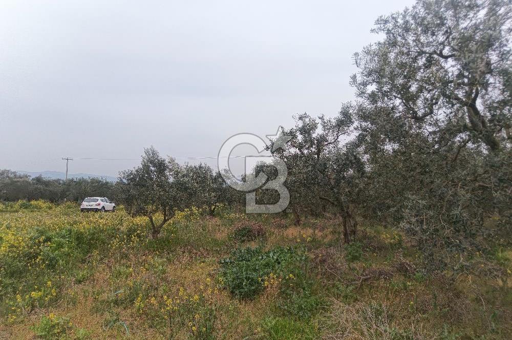 KIRKAĞAÇ İLYASLAR KÖYÜNDE 25717 M2 DONDAJLI ZEYTİNLİK