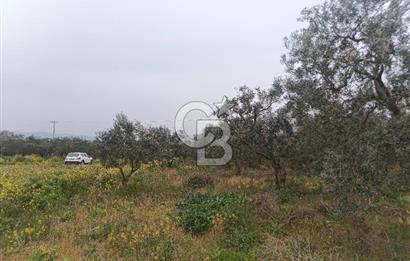 KIRKAĞAÇ İLYASLAR KÖYÜNDE 25717 M2 DONDAJLI ZEYTİNLİK