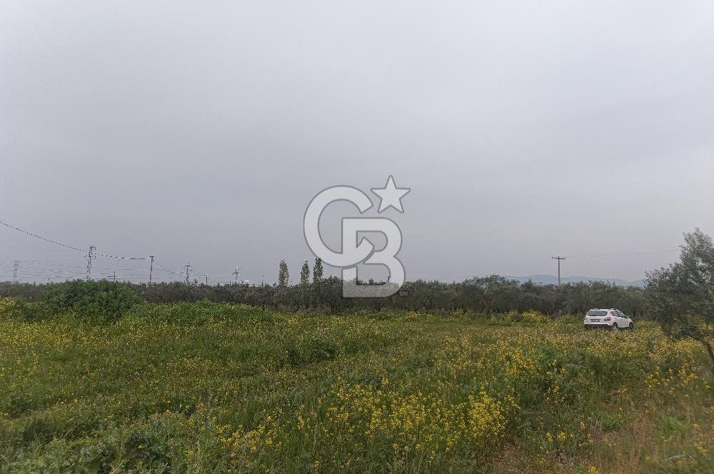 KIRKAĞAÇ İLYASLAR KÖYÜNDE 25717 M2 DONDAJLI ZEYTİNLİK