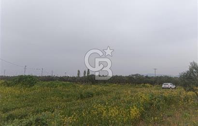 KIRKAĞAÇ İLYASLAR KÖYÜNDE 25717 M2 DONDAJLI ZEYTİNLİK