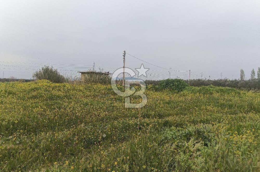 KIRKAĞAÇ İLYASLAR KÖYÜNDE 25717 M2 DONDAJLI ZEYTİNLİK