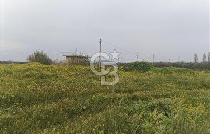 KIRKAĞAÇ İLYASLAR KÖYÜNDE 25717 M2 DONDAJLI ZEYTİNLİK