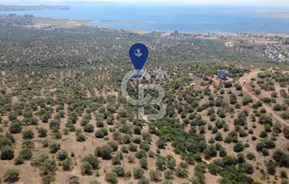 BERGAMA ZEYTİNDAĞDA DENİZ MANZARALI 15/30 İMARLI ARSA
