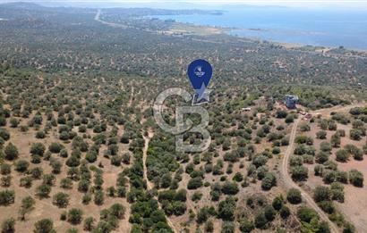 BERGAMA ZEYTİNDAĞDA DENİZ MANZARALI 15/30 İMARLI ARSA