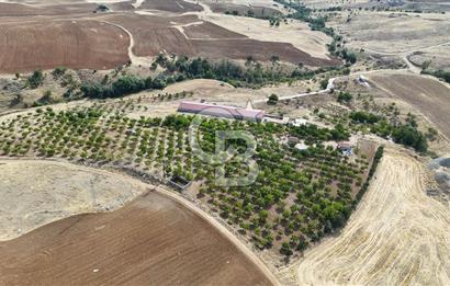 KIRIKKALE KESKİN' de 50 DÖNÜM TEK TAPU SATILIK HAZIR ÇİFTLİK