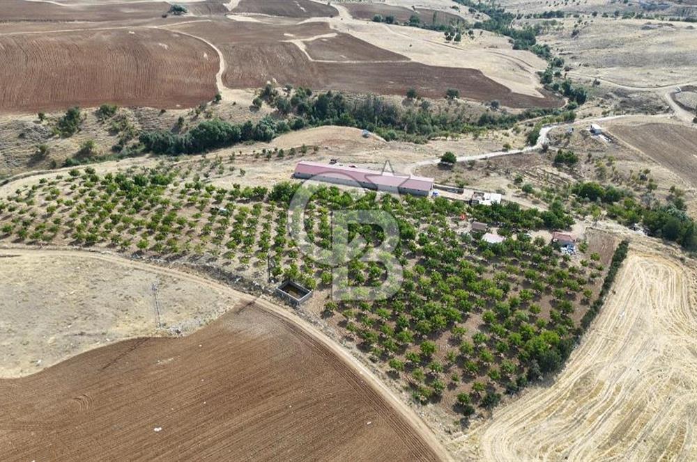 KIRIKKALE KESKİN' de 50 DÖNÜM TEK TAPU SATILIK HAZIR ÇİFTLİK
