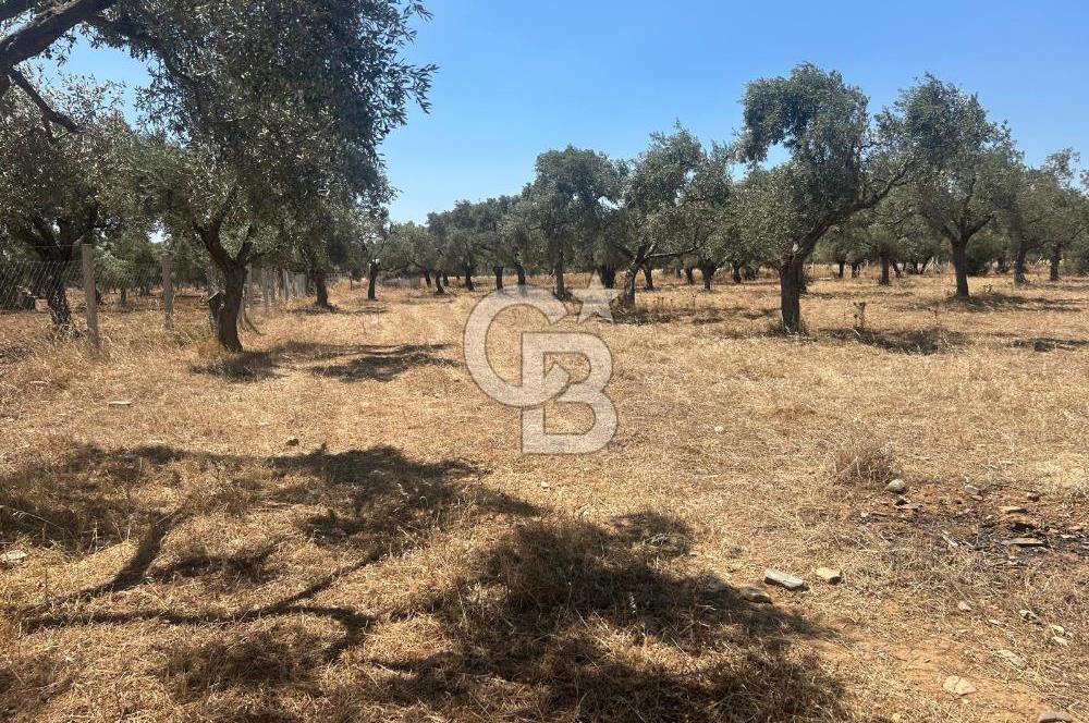 Çapak'da Yolu Olan Dümdüz Satılık Zeytinli Tarla 