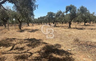 Çapak'da Yolu Olan Dümdüz Satılık Zeytinli Tarla 