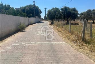 Çapak'da Yolu Olan Dümdüz Satılık Zeytinli Tarla  - 3 - 370264