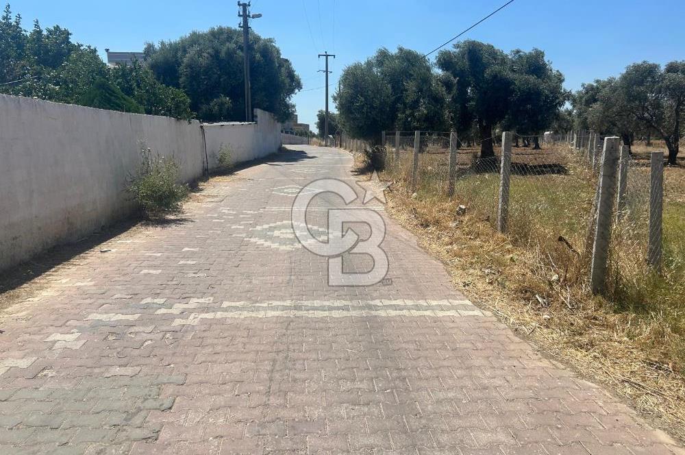 Çapak'da Yolu Olan Dümdüz Satılık Zeytinli Tarla 