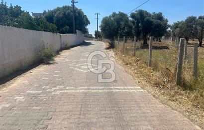 Çapak'da Yolu Olan Dümdüz Satılık Zeytinli Tarla 