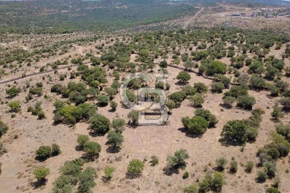 Aliağa Kalabak Mahallesi'nde 89 Dönüm Zeytinli Tarla