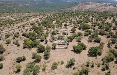 Aliağa Kalabak Mahallesi'nde 89 Dönüm Zeytinli Tarla