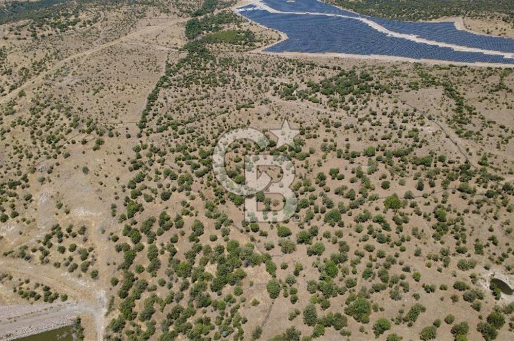 Aliağa Kalabak Mahallesi'nde 89 Dönüm Zeytinli Tarla