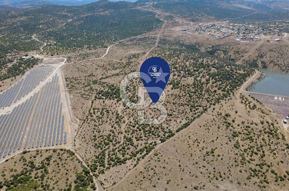 Aliağa Kalabak Mahallesi'nde 89 Dönüm Zeytinli Tarla