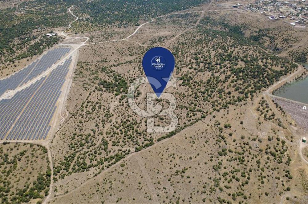 Aliağa Kalabak Mahallesi'nde 89 Dönüm Zeytinli Tarla