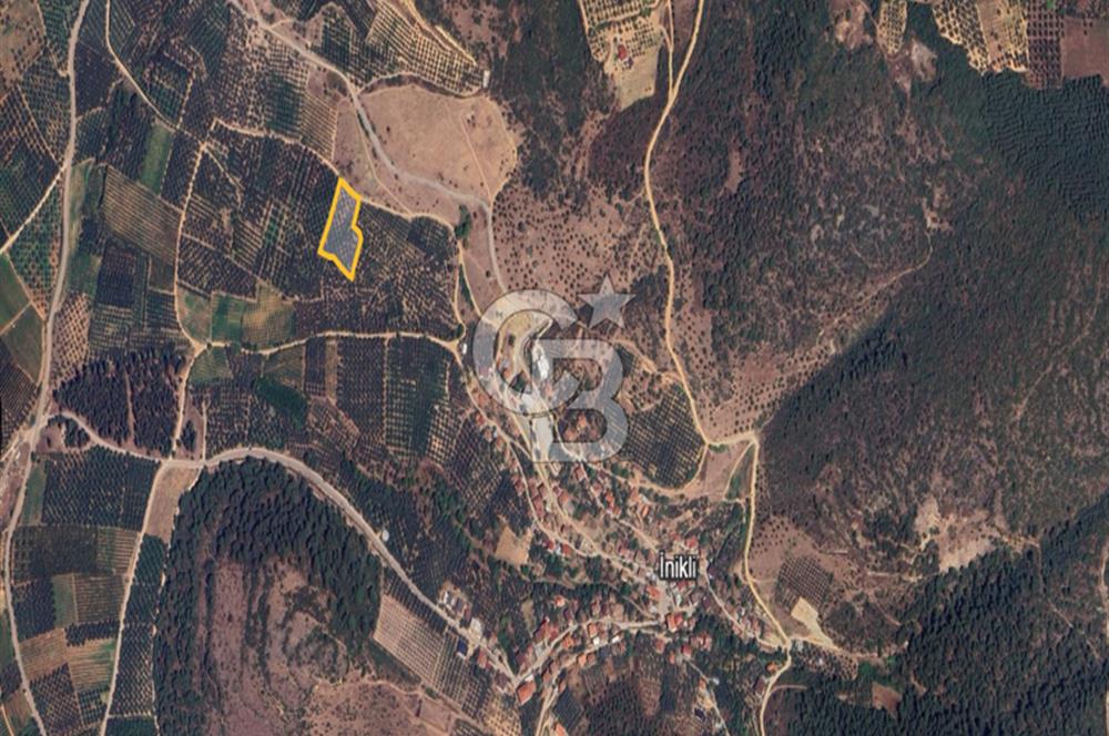 İZNİK İNİKLİ'DE YOLA CEPHELİ 4.161 m² SATILIK BAKIMLI ZEYTİNLİK