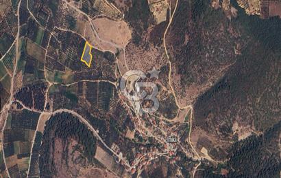 İZNİK İNİKLİ'DE YOLA CEPHELİ 4.161 m² SATILIK BAKIMLI ZEYTİNLİK
