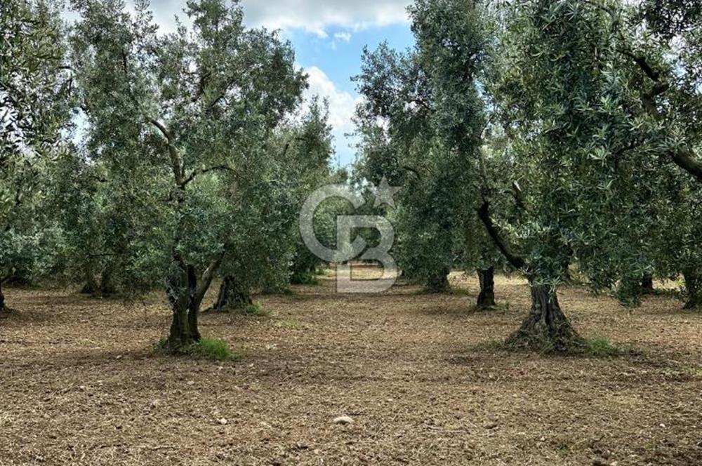 İZNİK İNİKLİ'DE YOLA CEPHELİ 4.161 m² SATILIK BAKIMLI ZEYTİNLİK