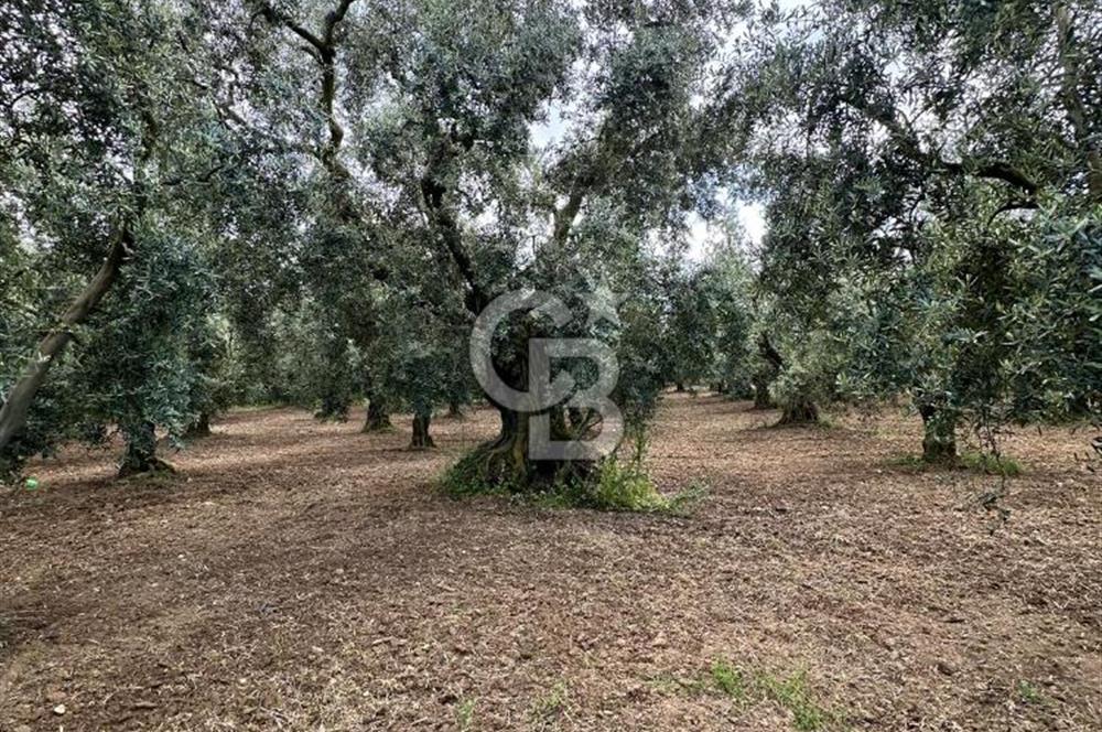 İZNİK İNİKLİ'DE YOLA CEPHELİ 4.161 m² SATILIK BAKIMLI ZEYTİNLİK