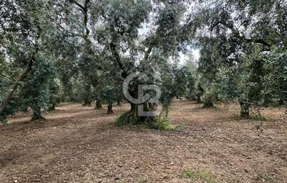 İZNİK İNİKLİ'DE YOLA CEPHELİ 4.161 m² SATILIK BAKIMLI ZEYTİNLİK