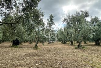 İZNİK İNİKLİ'DE YOLA CEPHELİ 4.161 m² SATILIK BAKIMLI ZEYTİNLİK - 1 - 370336