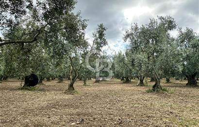 İZNİK İNİKLİ'DE YOLA CEPHELİ 4.161 m² SATILIK BAKIMLI ZEYTİNLİK