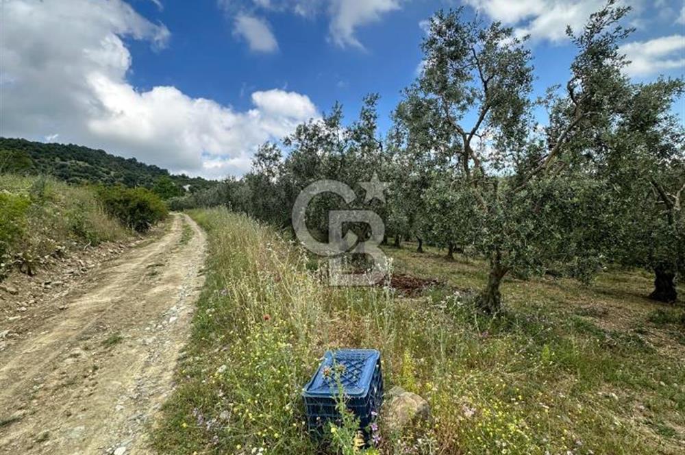 İZNİK İNİKLİ'DE YOLA CEPHELİ 4.161 m² SATILIK BAKIMLI ZEYTİNLİK
