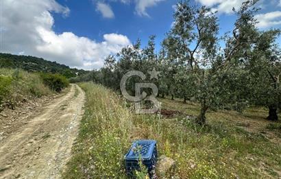 İZNİK İNİKLİ'DE YOLA CEPHELİ 4.161 m² SATILIK BAKIMLI ZEYTİNLİK