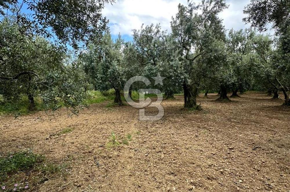 İZNİK İNİKLİ'DE YOLA CEPHELİ 4.161 m² SATILIK BAKIMLI ZEYTİNLİK