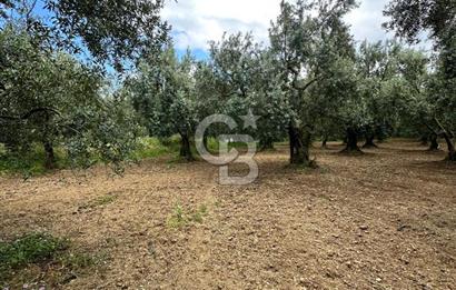 İZNİK İNİKLİ'DE YOLA CEPHELİ 4.161 m² SATILIK BAKIMLI ZEYTİNLİK