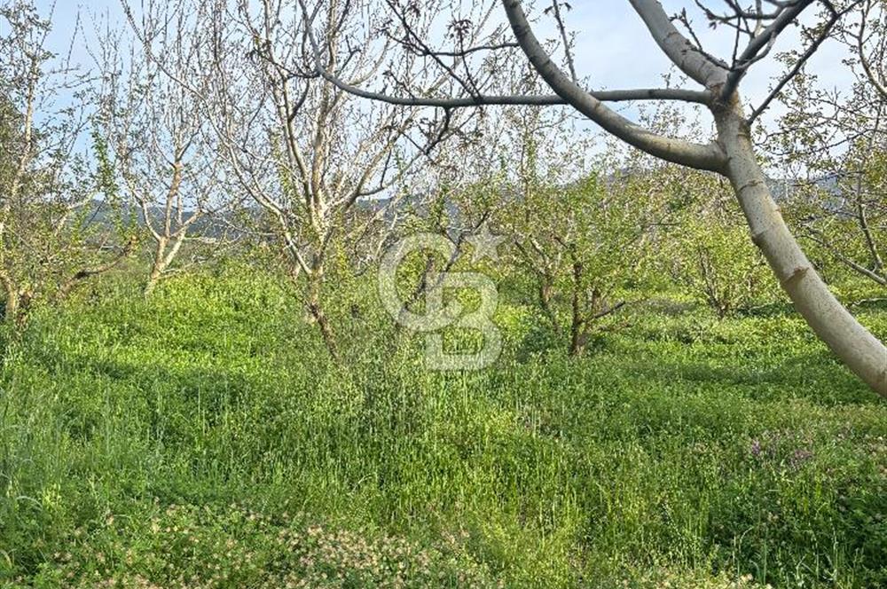 Bayramiç Örenli'de Altyapılı Satılık Yatırımlık Tarla