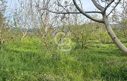 Bayramiç Örenli'de Altyapılı Satılık Yatırımlık Tarla
